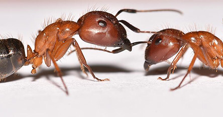 close up image of two ants in a Maryland house