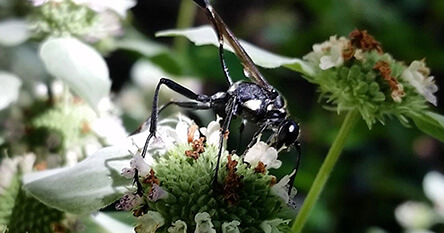 baltimore wasp on flower