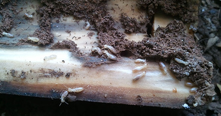 baltimore termite pest control expert showing worker termites eating wood