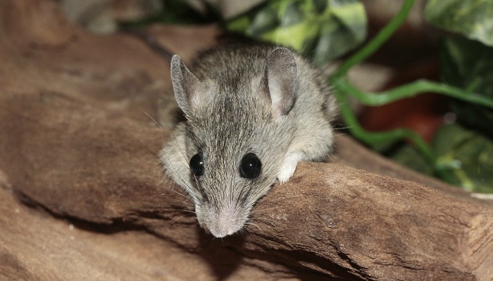 House Mice vs. Deer Mice - How to Identify, Remove ...