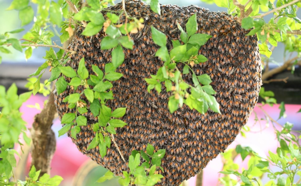 Should You Get Rid of a Bumble Bee Nest Near Your Maryland Home