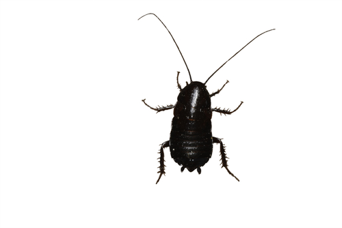 cockroaches oriental cockroach roaches identify types rid bugs them water common maryland hard different beetle dark apart tell kinds sometimes
