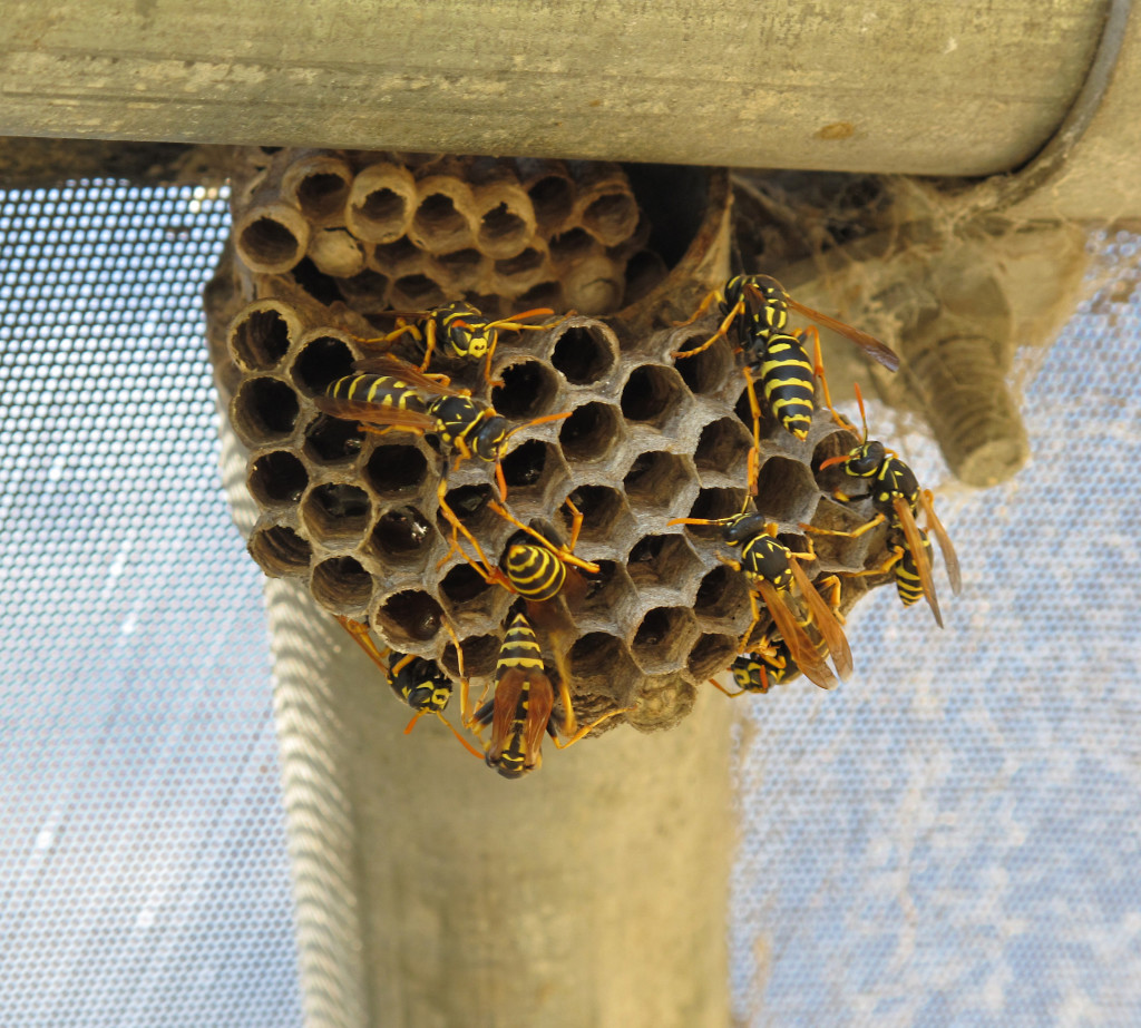 How to Safely Remove a Wasp Nest Near Your Home Brody Brothers Pest Control Baltimore MD