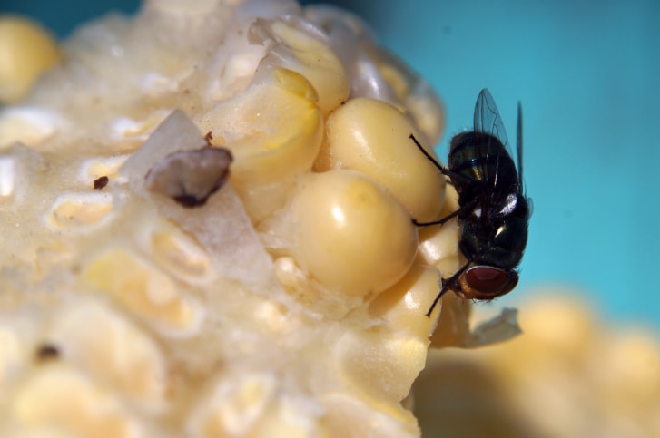 why-maryland-house-flies-are-dangerous