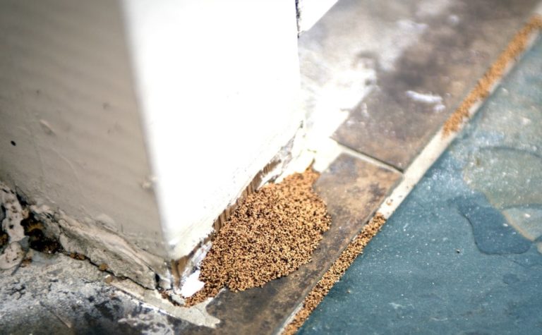 mice-termites-home-homeland-md