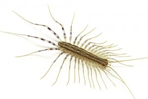 House-centipede-300x201.jpg