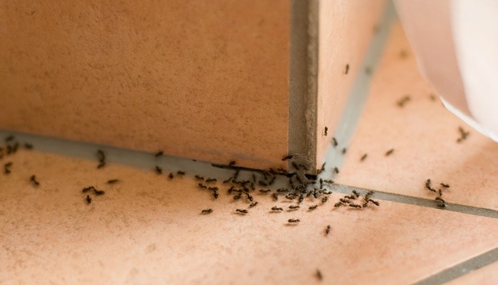 defending-kitchen-repel-ants-spring