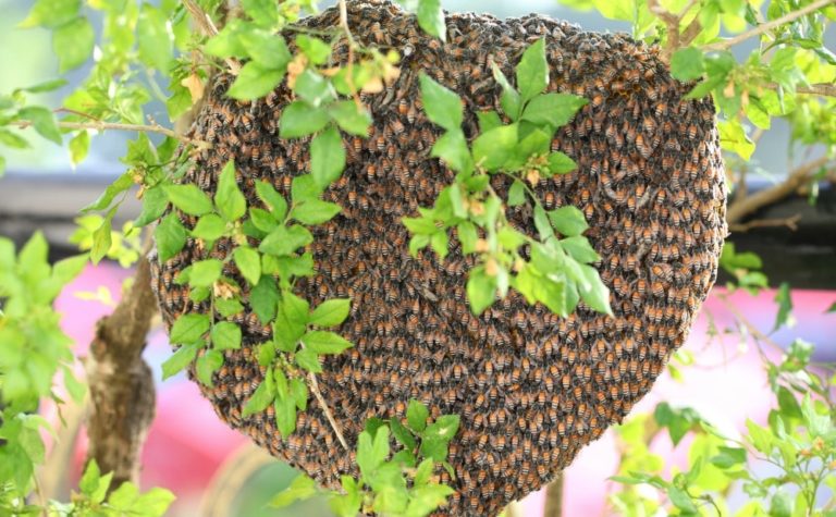 rid-bumble-bee-nest-maryland-home