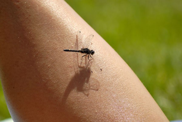 combat-mosquito-season-spring-summer-mosquito-control