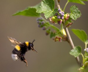 Bumblebees