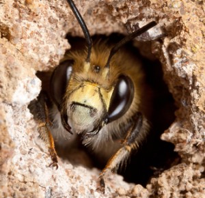 maryland bee removal
