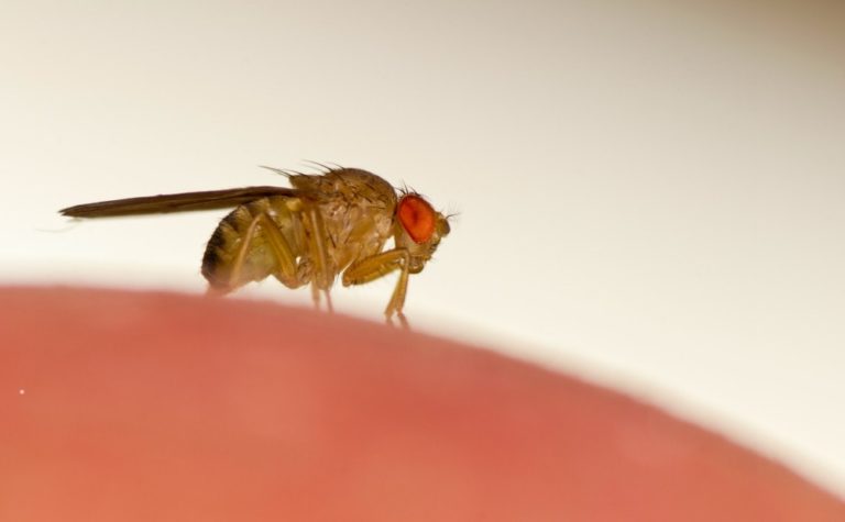 fruit-fly-dont-bother