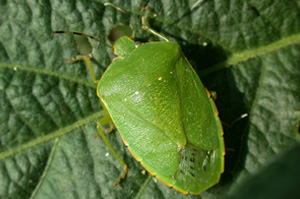 Green Stink Bugs