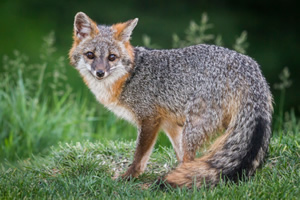 Grey Foxes