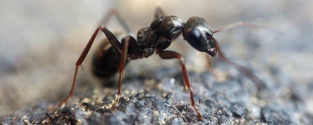keeping-odorous-ants-at-bay-in-lutherville-and-timonium