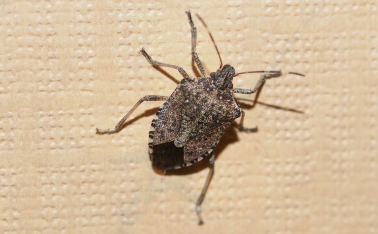 https://www.brodybrotherspestcontrol.com/wp-content/uploads/2017/04/maryland-stink-bug-pest-exterminator-768x475.jpg