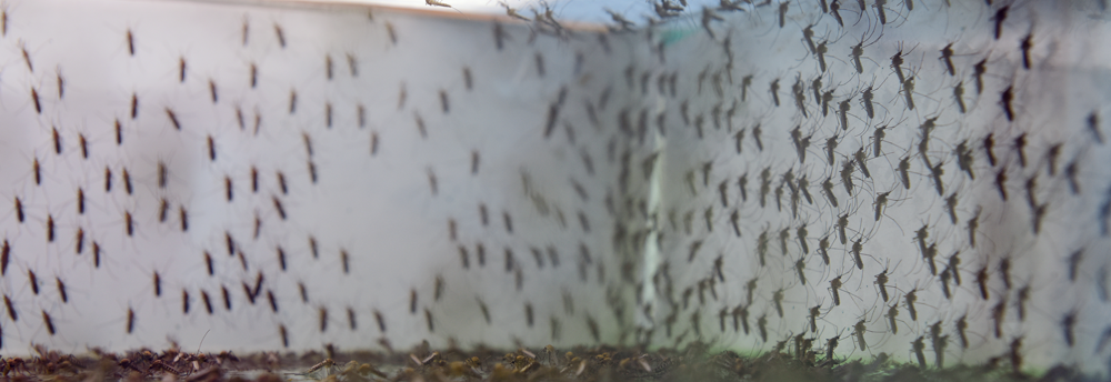mosquitoes-and-their-diseases
