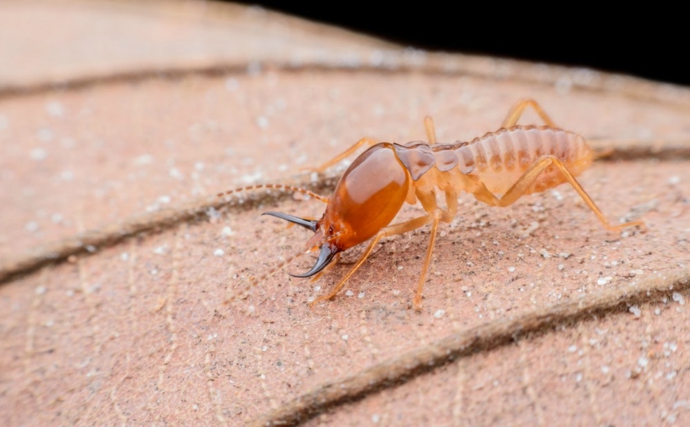 9-ways-to-protect-your-ellicott-city-home-from-termites