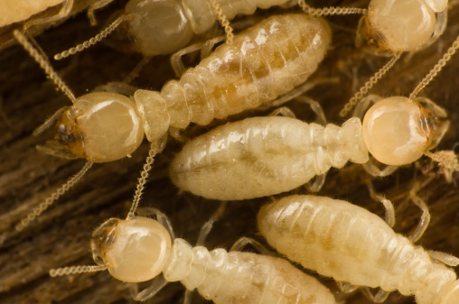 stevenson-termites-american-dream