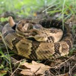 timber-rattlesnake