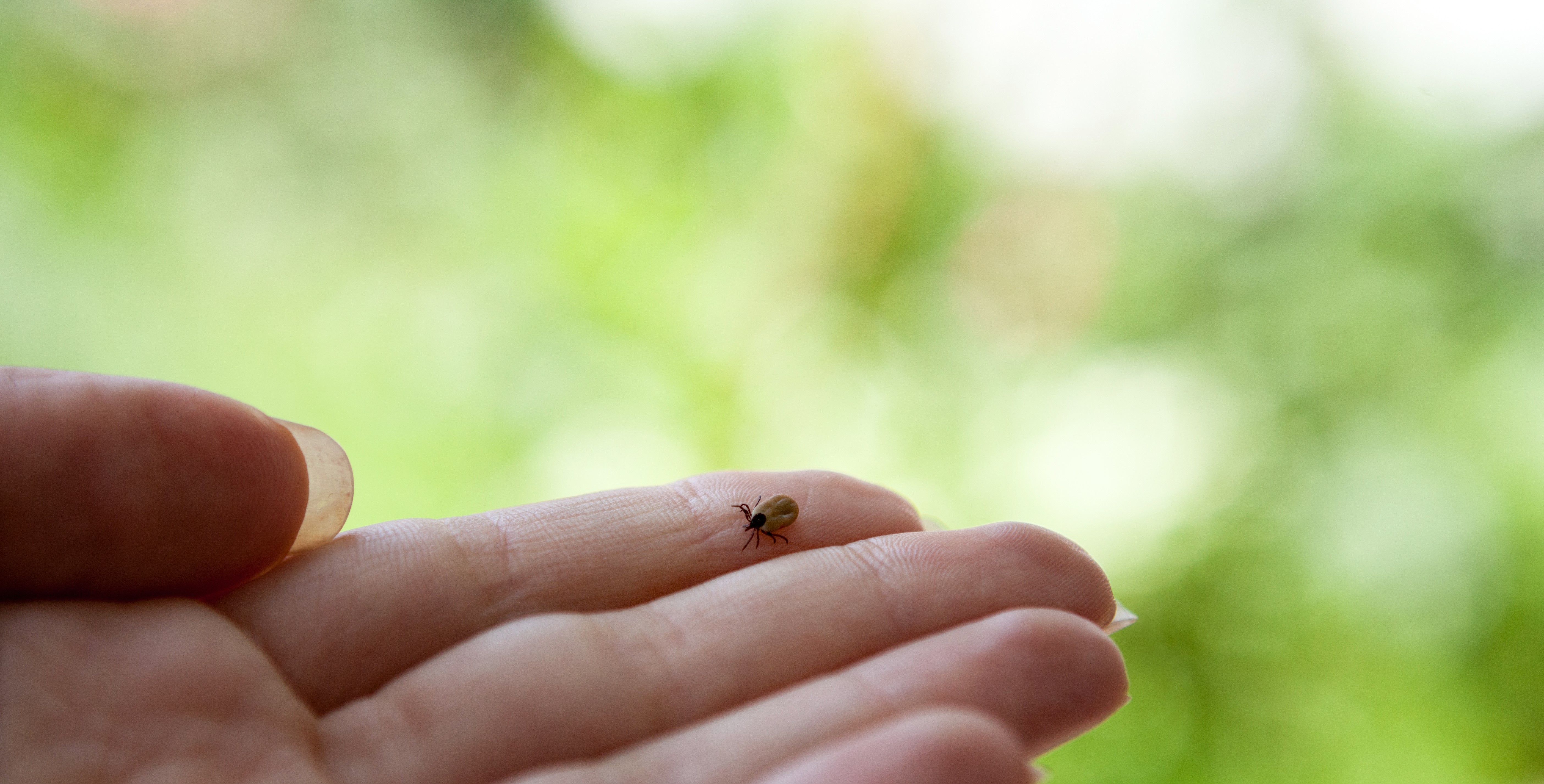 protect-family-ticks-lyme-disease-summer