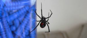RED vs BROWN vs BLACK WIDOW! - How Deadly Are Widow Spiders REALLY? (ft.  @MyWildBackyard) 