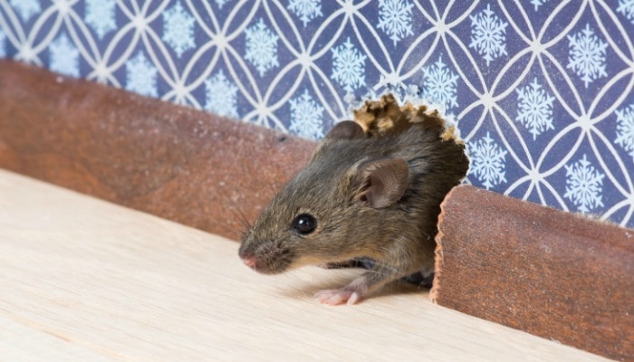 deer mouse in baltimore coming out of wall