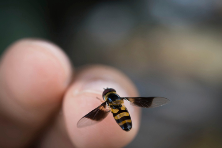 dog bumble bee sting dog bumble bee sting
