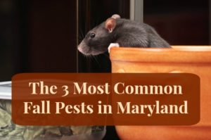 3-common-fall-pests-maryland