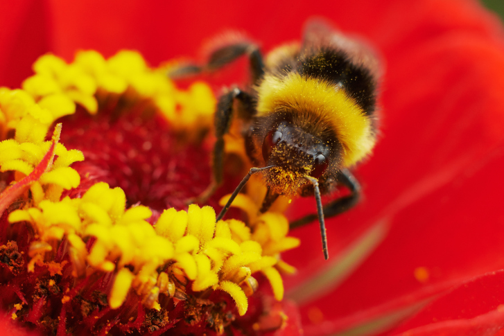 Mind-Blowing Facts That You Should Know About Bees