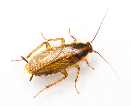 german cockroach1