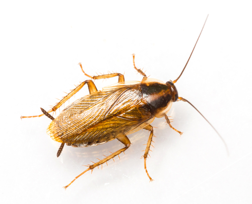 5 Signs Of A German Roach Infestation