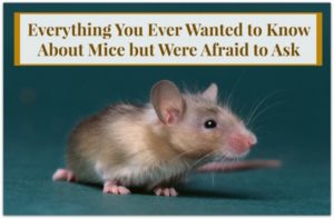 wanted-mice-afraid