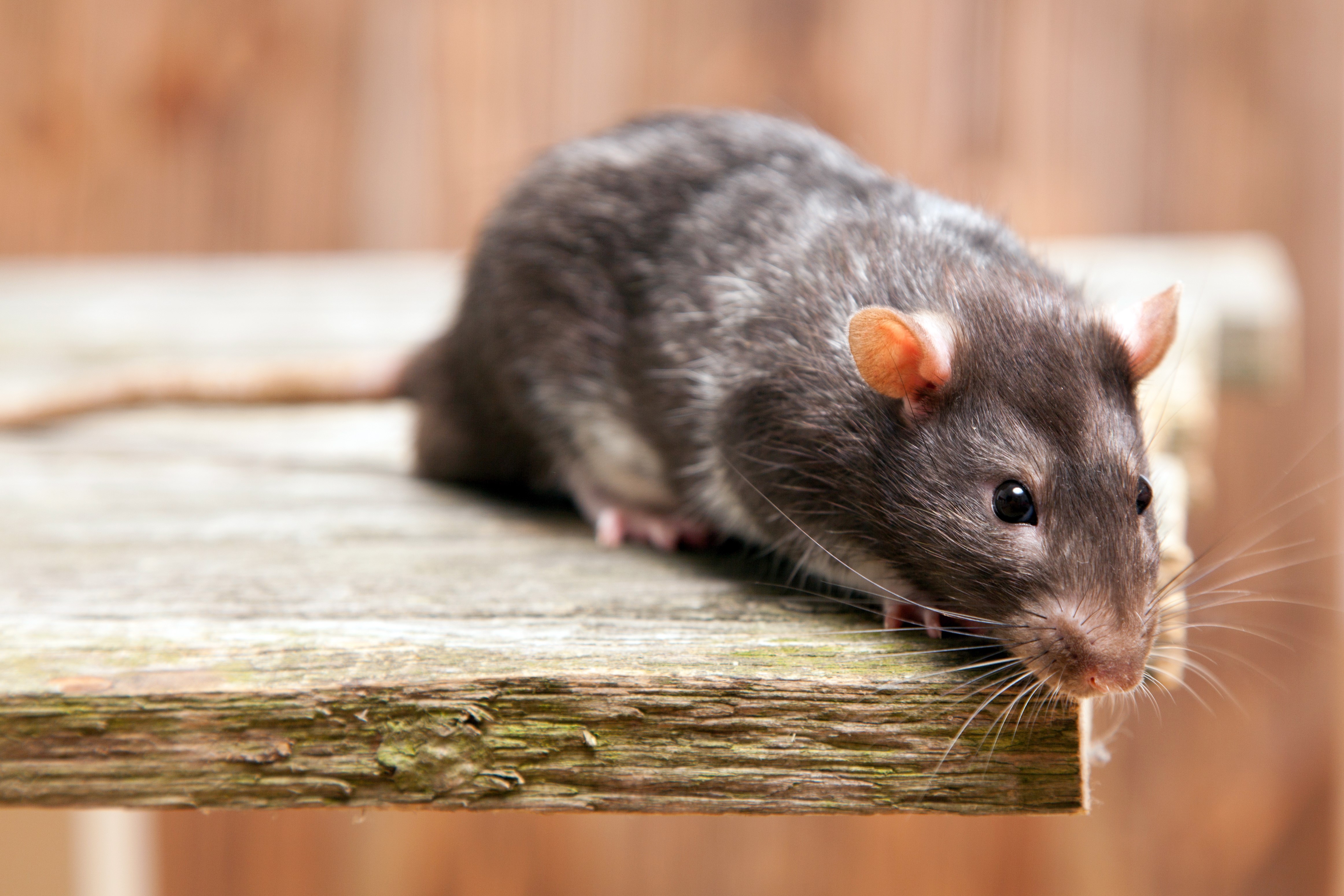 Baltimore County: One Step Closer to Rodent-Free? | Rodent Removal in MD