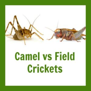 camel-crickets-vs-field-crickets-whats-difference-apart