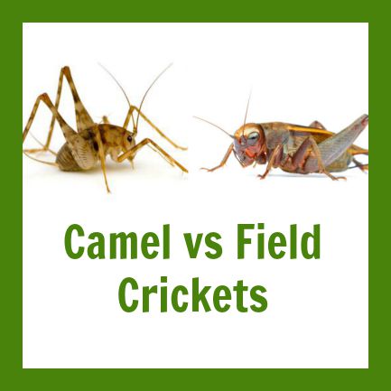 What's the Difference Between a Grasshopper and a Cricket?