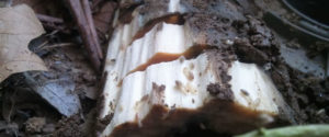 7-ways-detect-termites-home