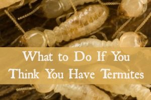 suspect-termites-do