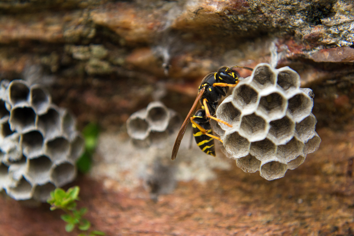 yellow wasp nest