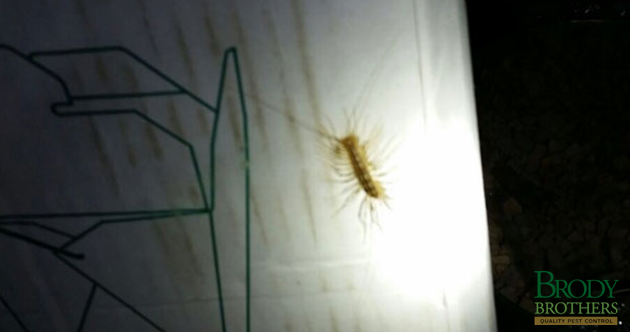 What to Know if You Spot a Centipede in Your Home