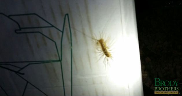 house-centipedes-101-spot-home