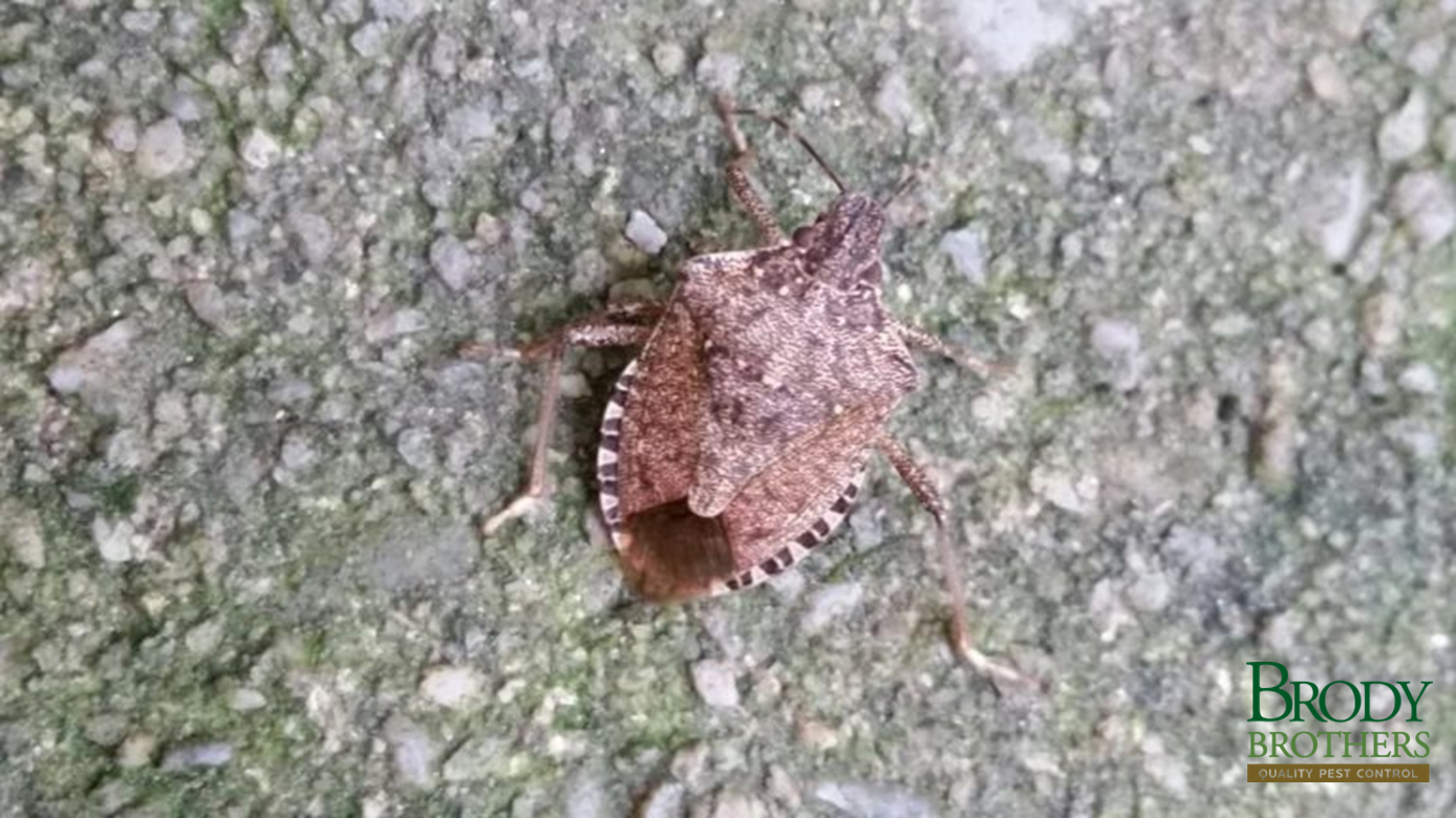 stink-bug-populations-slowly-control