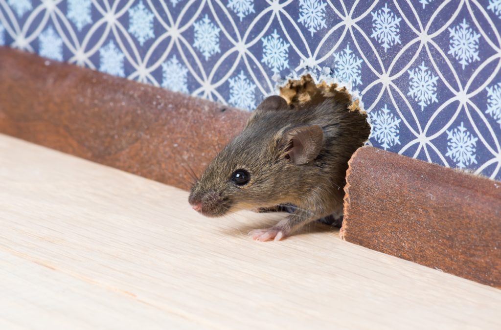 How Do Mice Get in Your House? Important Steps to Take In The Winter