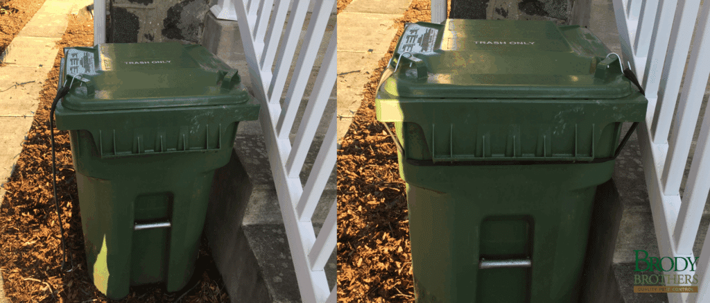 How to Keep Raccoons Out of Your Trash | Remove Raccoons From Trash