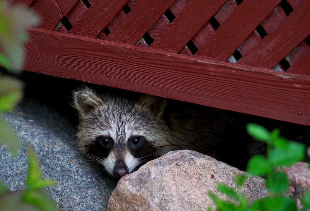 anne-arundel-countys-solution-rabies-virus