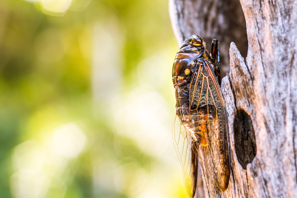 dog day cicada