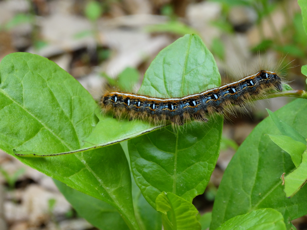 eastern-tent-caterpillar