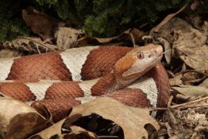watch-poisonous-snakes-summer