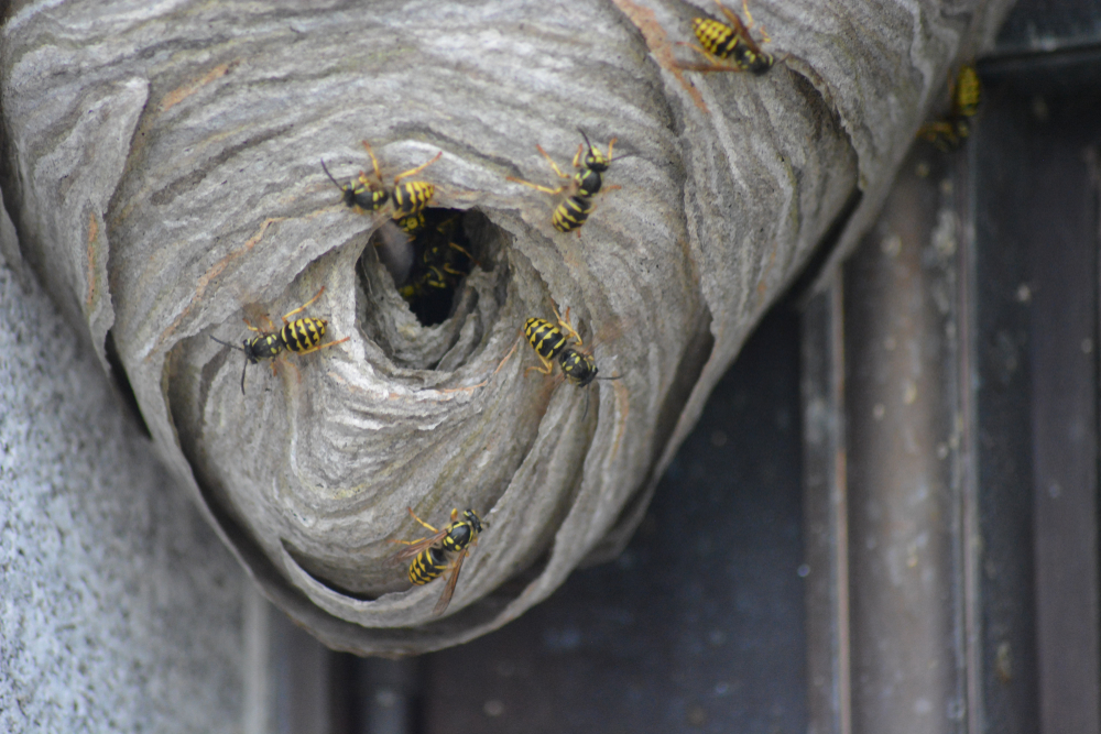 summer-picnics-maryland-thing-yellowjackets