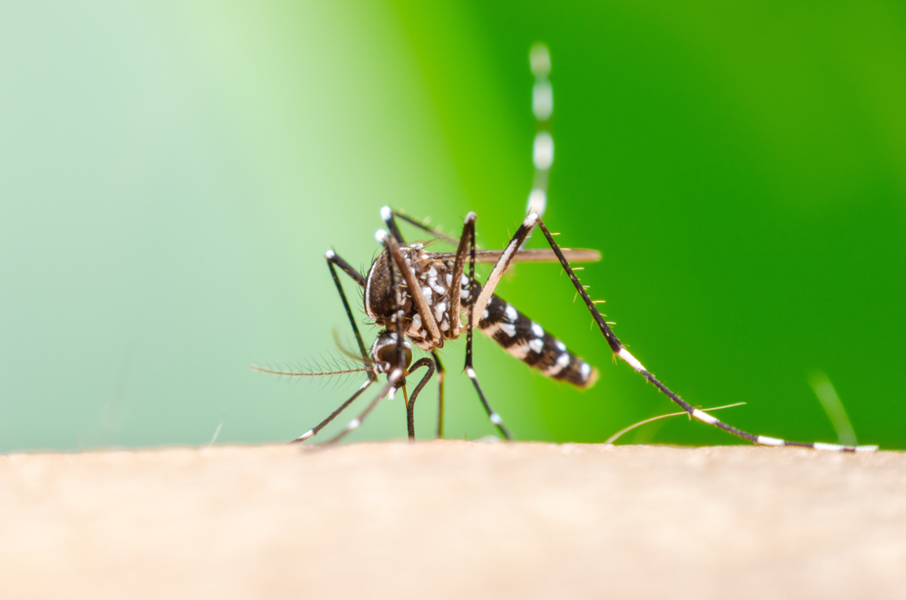 avoid-mosquitoes-summer-rainy-season